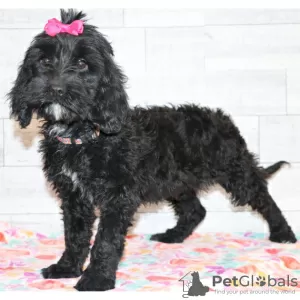 Photo №3. Black Labradoodle available. United States