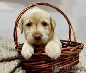 Photo №1. labrador retriever - for sale in the city of Zhukovsky | 672$ | Announcement № 10449