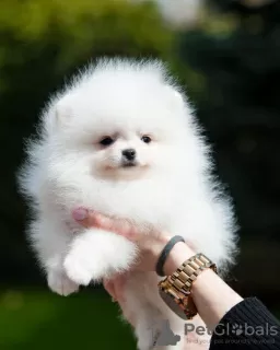 Photo №4. I will sell pomeranian in the city of Nuremberg. private announcement - price - 280$