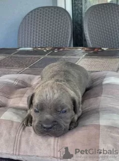 Photo №4. I will sell cane corso in the city of Kragujevac.  - price - negotiated