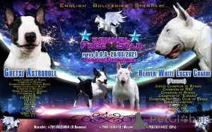 Photo №1. non-pedigree dogs - for sale in the city of Velikiy Novgorod | 725$ | Announcement № 9627