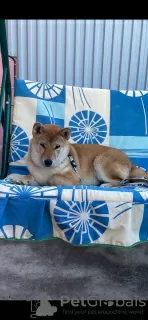 Photo №3. Shiba Inu puppies. Russian Federation