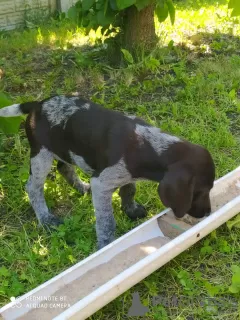 Photo №3. Purebred drathaar puppies in Crimea. Russian Federation