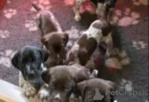 Photo №2 to announcement № 129158 for the sale of german shorthaired pointer - buy in Finland breeder