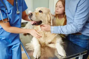 Photo №1. Veterinarian Services in the city of Minsk. Price - 38$. Announcement № 562