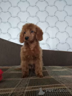 Additional photos: Selling miniature poodle red brown