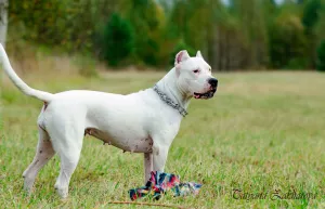 Additional photos: Great Dane of Argentina 4 months Puppy from star parents