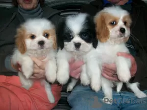 Photo №2 to announcement № 64988 for the sale of cavalier king charles spaniel - buy in Estonia breeder