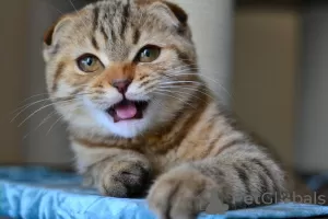 Photo №3. Scottish fold. Belarus