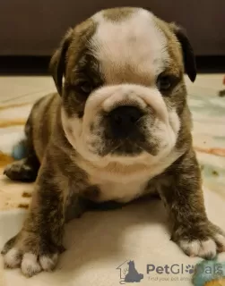 Additional photos: English bulldog boy