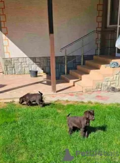 Additional photos: Chocolate Labrador, female puppies