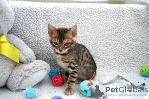 Photo №3. Vaccinated Bengal Cats kittens available for Adoption with home delivery service. United States