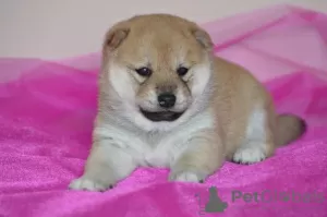 Photo №1. shiba inu - for sale in the city of Tyumen | negotiated | Announcement № 86728