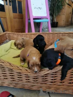 Additional photos: Beautiful Kc Reg Working Cocker Spaniel Puppies