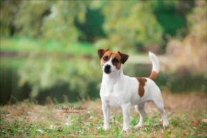 Additional photos: Jack Russell Terrier Puppies