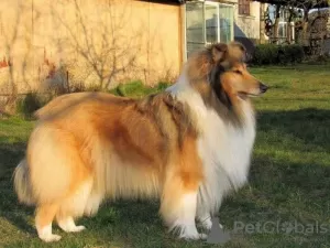 Additional photos: Rough Collie puppies