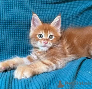 Photo №4. I will sell maine coon in the city of Geneva. private announcement - price - 423$