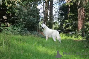 Additional photos: White short hair swiss shepherd