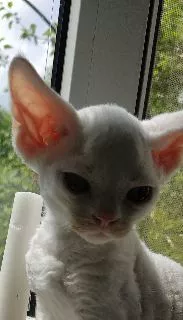 Additional photos: Devon Rex