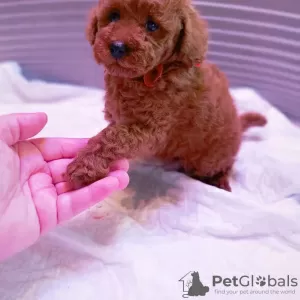 Additional photos: Rkf mini toy poodle puppies