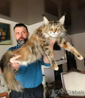 Additional photos: Gorgeous Maine Coon