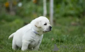 Photo №4. I will sell labrador retriever in the city of Warsaw. private announcement - price - 845$