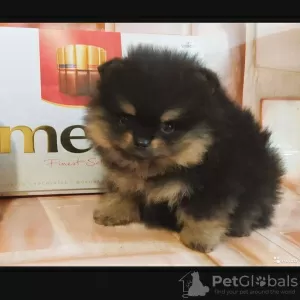 Additional photos: Pomeranian puppies for sale