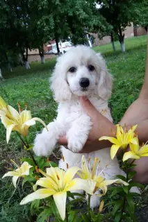 Additional photos: Chinese crested puppies