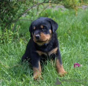 Photo №3. Rottweiler puppy. Belarus