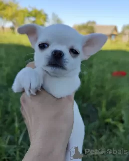 Photo №3. Chihuahua puppy. Belarus