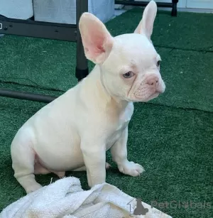 Additional photos: french bulldog