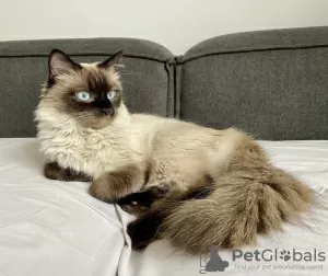 Additional photos: birman