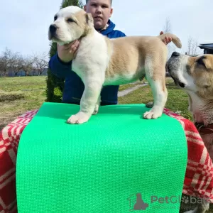 Additional photos: Central Asian shepherd dog Alabai Alabai SAO