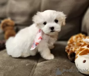 Photo №1. maltese dog - for sale in the city of Eindhoven | 371$ | Announcement № 107599