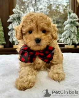 Photo №2 to announcement № 123239 for the sale of labradoodle - buy in United Kingdom private announcement