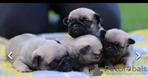 Photo №1. pug - for sale in the city of Москва | Is free | Announcement № 34508