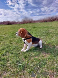 Additional photos: beagle