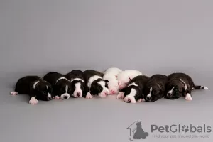 Photo №2 to announcement № 126750 for the sale of american staffordshire terrier - buy in Croatia 