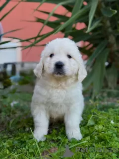 Additional photos: Golden retriever puppies