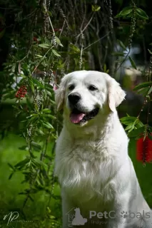 Additional photos: Golden retriever puppies