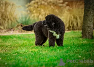 Photo №2 to announcement № 41068 for the sale of newfoundland dog - buy in Poland private announcement, breeder