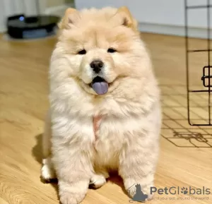 Photo №1. chow chow - for sale in the city of Paris | negotiated | Announcement № 98325