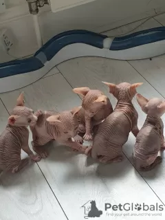 Photo №3. Sphynx kittens for sale. United States