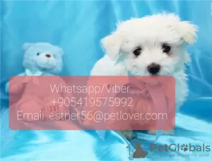 Photo №1. maltese dog - for sale in the city of Davos | negotiated | Announcement № 47603