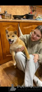 Photo №1. shiba inu - for sale in the city of Москва | negotiated | Announcement № 42015