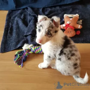 Photo №1. border collie - for sale in the city of Валлетта | 475$ | Announcement № 80948