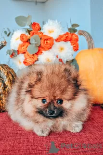 Photo №2 to announcement № 27529 for the sale of pomeranian - buy in Georgia private announcement, breeder