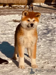 Photo №3. Japanese Akita Inu puppies. Serbia