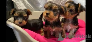 Photo №1. yorkshire terrier - for sale in the city of Cologne | 370$ | Announcement № 42251