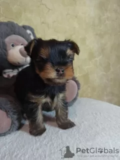 Photo №1. yorkshire terrier - for sale in the city of Verkhnodniprovsk | 146$ | Announcement № 11103